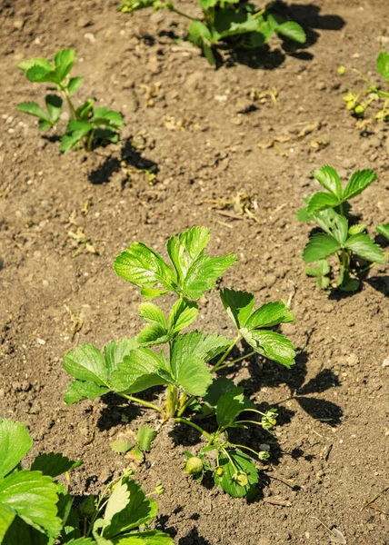 Struiken van aardbeiplanten — Stockfoto