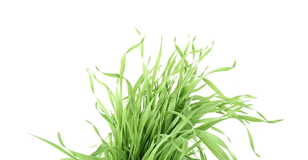 Färskt grönt gräs — Stockfoto
