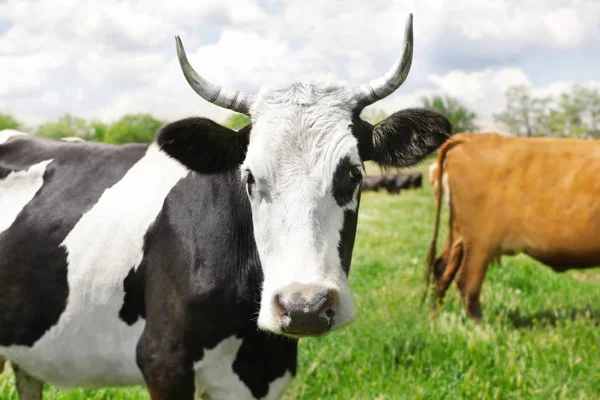 Мила корова випасується на зеленому газоні — стокове фото