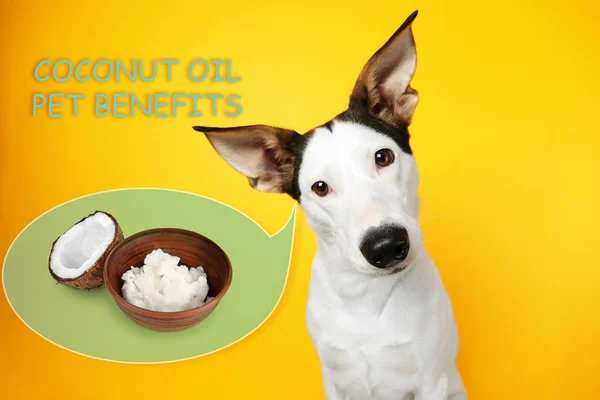 Dog and bowl of coconut oil — Stock Photo, Image