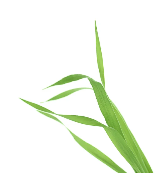 Zielona trawa kiełkować — Zdjęcie stockowe