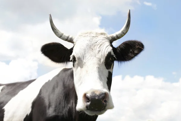 Cute cow and blue sky with clouds in background — Stock Photo, Image