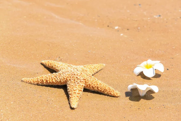 Starfish e flores tropicais — Fotografia de Stock