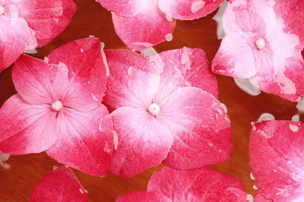 Ciotola con acqua e fiori di hortensia — Foto Stock