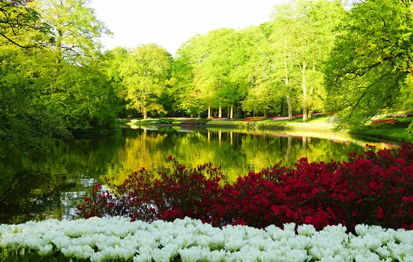 Paesaggio con tulipani e lago — Foto Stock