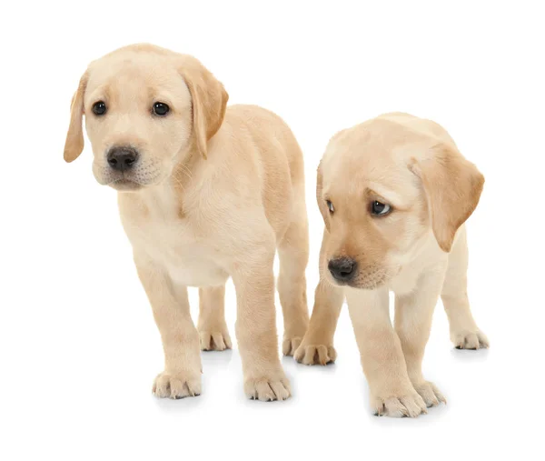 Labrador retriever puppies — Stock Photo, Image