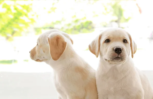 Labrador retriever puppies — Stock Photo, Image