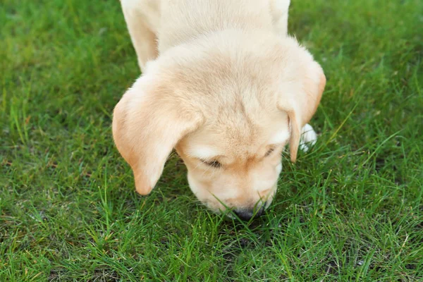 Labrador retriever puppy — Stockfoto