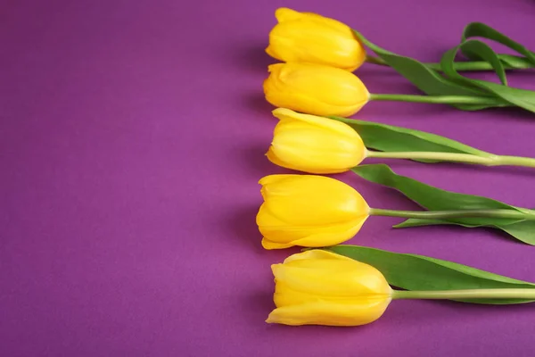 Prachtige verse tulpen — Stockfoto