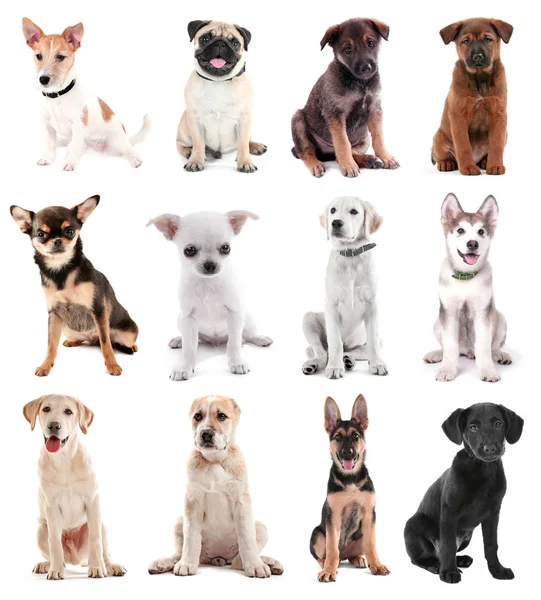 Collage de cachorros lindos — Foto de Stock