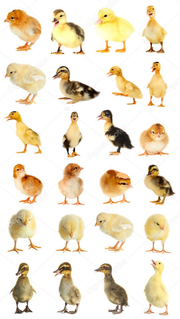 Collage of ducklings and chicks 