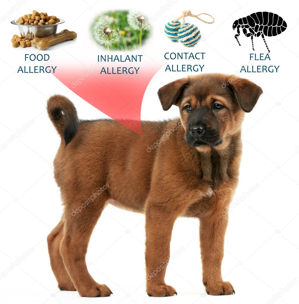 puppy and causes of allergy