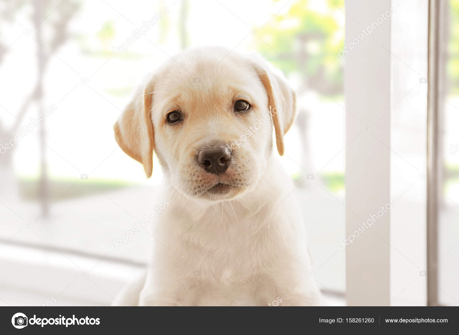 ラブラドールレトリバーの子犬 — ストック写真 © belchonock 158261260