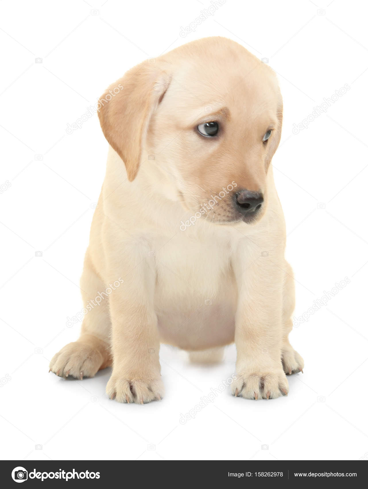 Labrador Retriever Blanco Cachorro - fondo de pantalla rosa