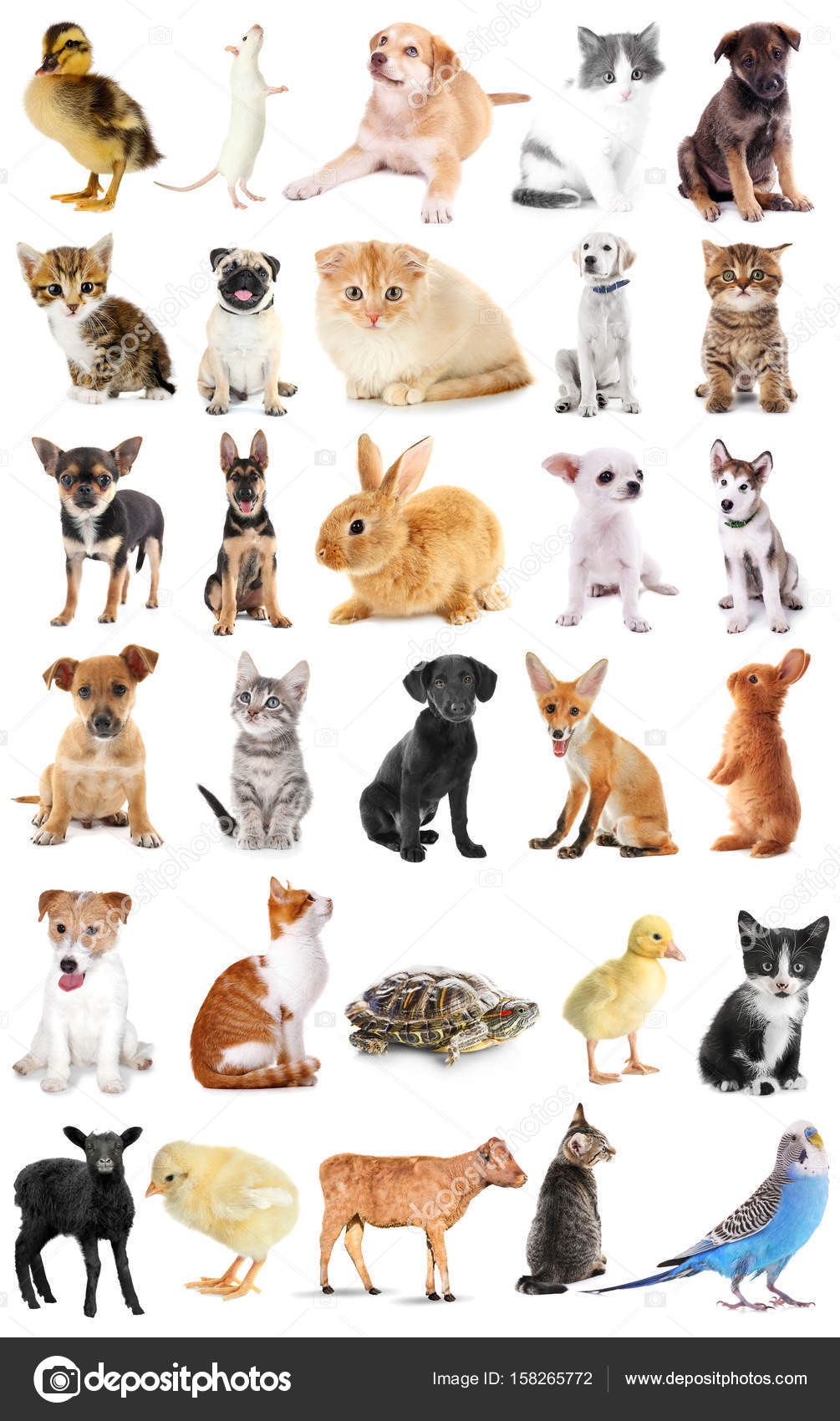 Collage van schattige baby dieren op witte achtergrond