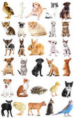 Картина, постер, плакат, фотообои "collage of cute baby animals on white background", артикул 158265772