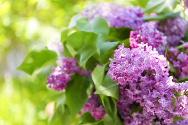 Eflatun çiçekler çok güzel 