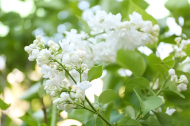 Beyaz Lila Şubesi çiçeklenme 