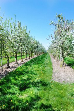 çiçek açması elma bahçesi