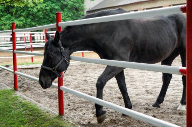 Hayvanat Bahçesi sevimli siyah at
