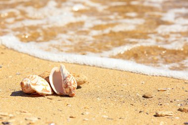 Küçük yengeç ve kabukları kum üzerinde 
