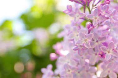 Lila Şubesi çiçeklenme