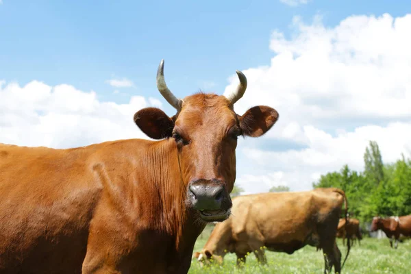 Carino pascolo mucca sul prato verde — Foto Stock
