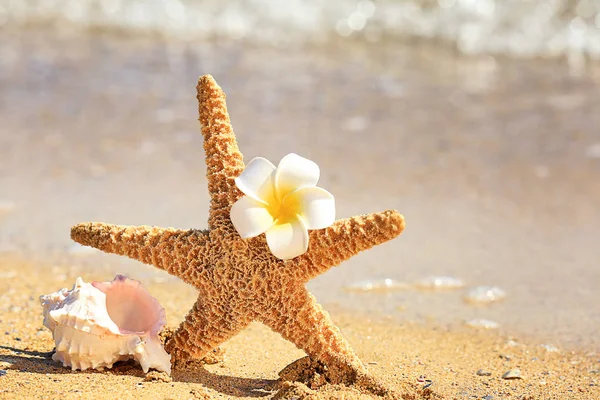 Zeester met shell en bloem — Stockfoto