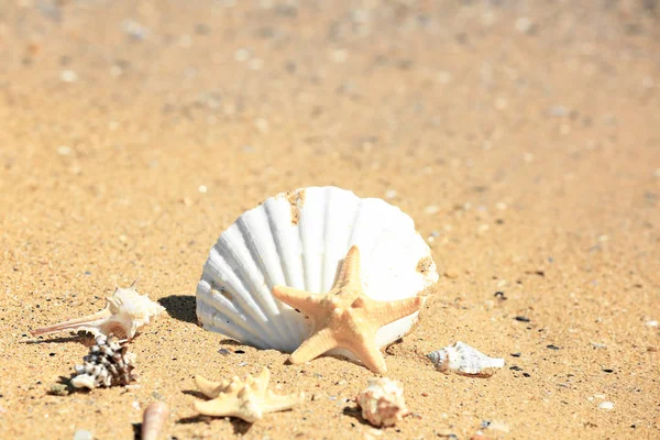Раковины и морские звезды на песке — стоковое фото