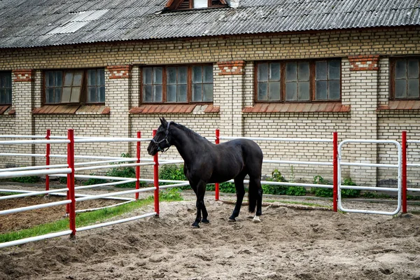Ładny czarny koń w zoo — Zdjęcie stockowe
