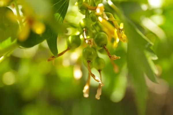 Bush with green gooseberry in garden on sunny day — Stock Photo, Image