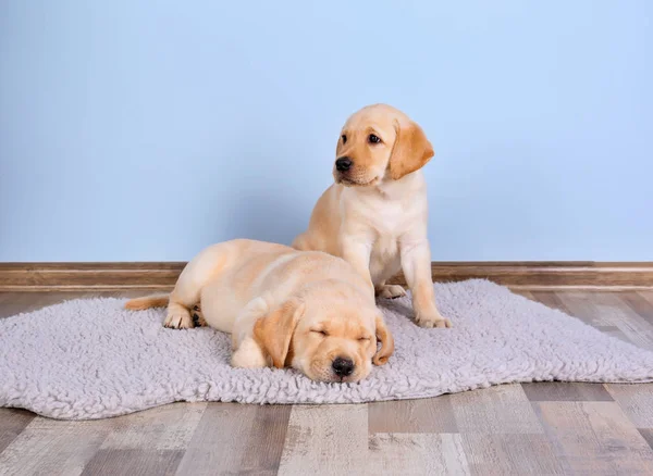 Labrador Retriever Welpen — Stockfoto