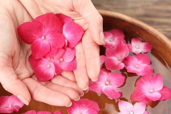 Mani femminili con fiori di ortensia — Foto Stock