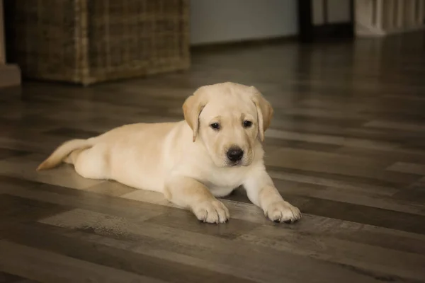 拉布拉多犬小狗 — 图库照片