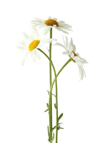 Beautiful chamomile flowers — Zdjęcie stockowe