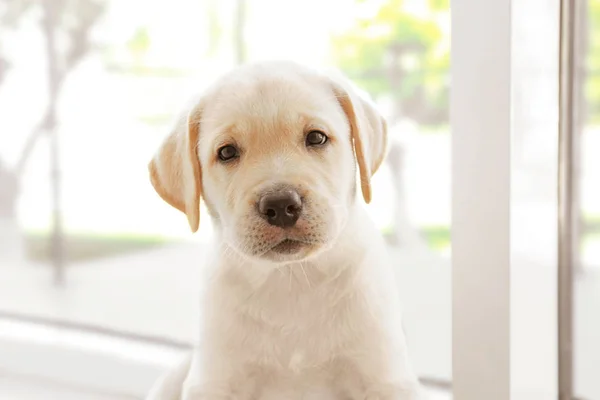 Labrador retriever köpek yavrusu — Stok fotoğraf