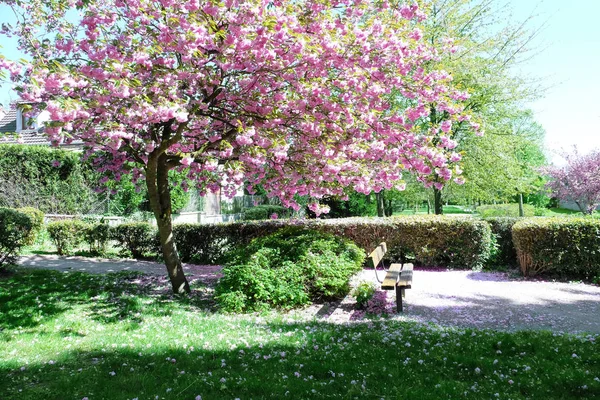 Blossoming pink sakura — Stock Photo, Image