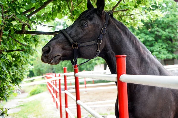 Carino cavallo nero nello zoo — Foto Stock