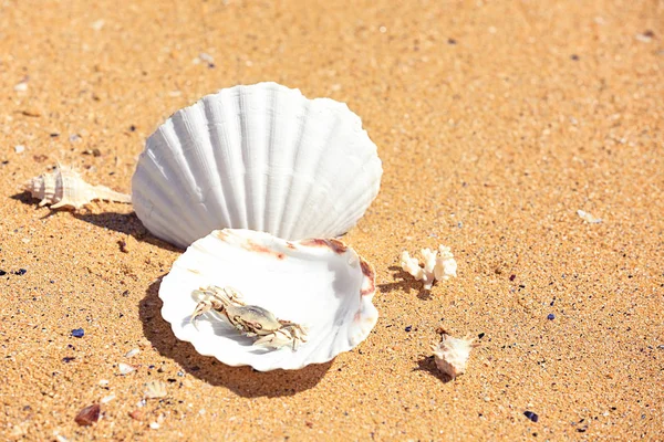 小蟹和贝壳在沙滩上 — 图库照片