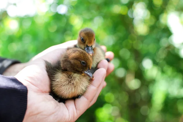 인간의 손을 화창한 날에 귀여운 작은 ducklings을 잡고 — 스톡 사진