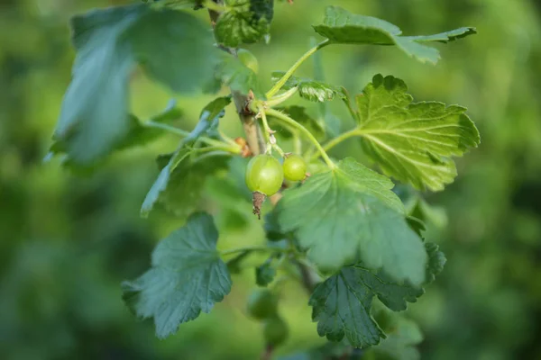 Bush con uva spina verde in giardino — Foto Stock