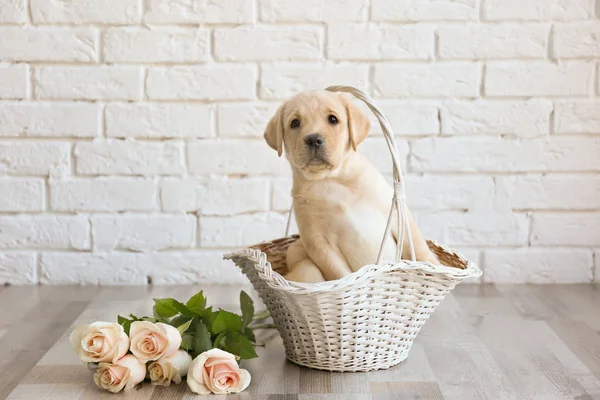 Cachorro Labrador Retriever — Foto de Stock