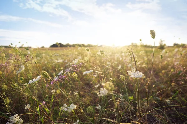 Campo de verano con flores silvestres — Foto de Stock