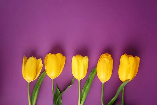 Красиві тюльпани свіжі — стокове фото