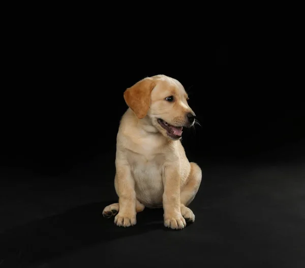 Labrador retriever puppy — Stock Photo, Image