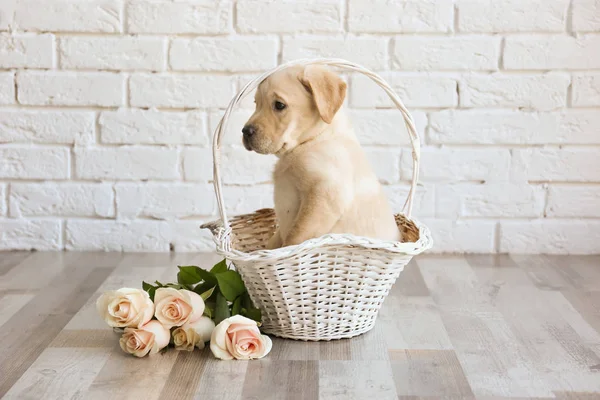 Labrador retriever valp — Stockfoto