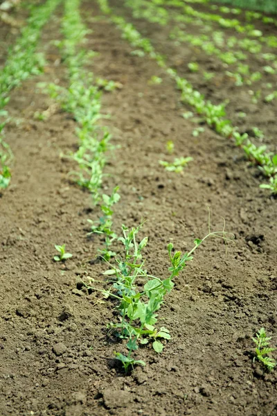 Green beans bushes in garden on sunny day — Stock Photo, Image