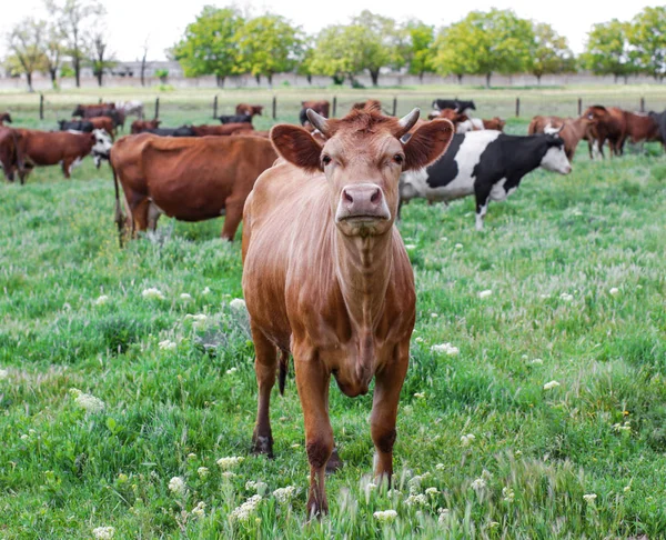 녹색 잔디에 방목 하는 소의 무리 — 스톡 사진