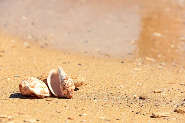 Granchio e conchiglie sulla sabbia — Foto Stock