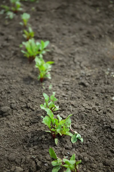 Young beet plants — Stock Photo, Image